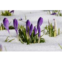 2274_0474 Später Frühlingsanfang - Blüten der Krokusse in Schneedecke. | Fruehlingsfotos aus der Hansestadt Hamburg; Vol. 2